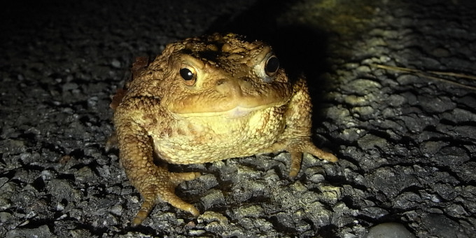 Crapaud commun au milieu de la route